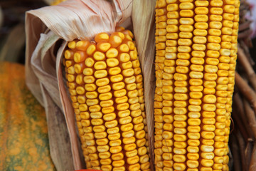 Maize cobs