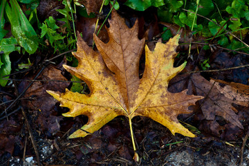 Naklejka na ściany i meble Jesienią, żółty liść w lesie Platan