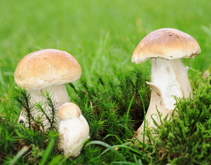 Steinpilz Familie