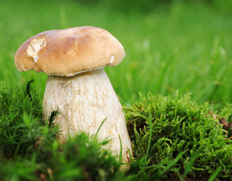 frischer Steinpilz