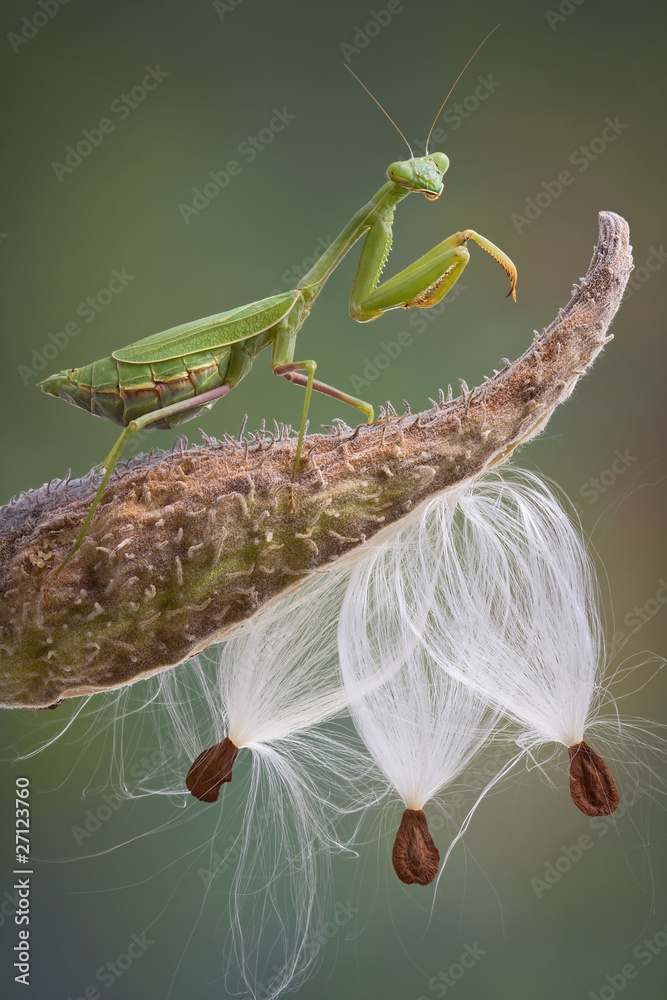 Wall mural mantis on milkweed