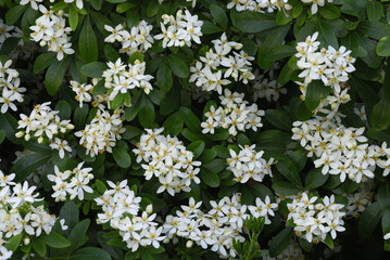 Choisya ternata / Oranger du Mexique