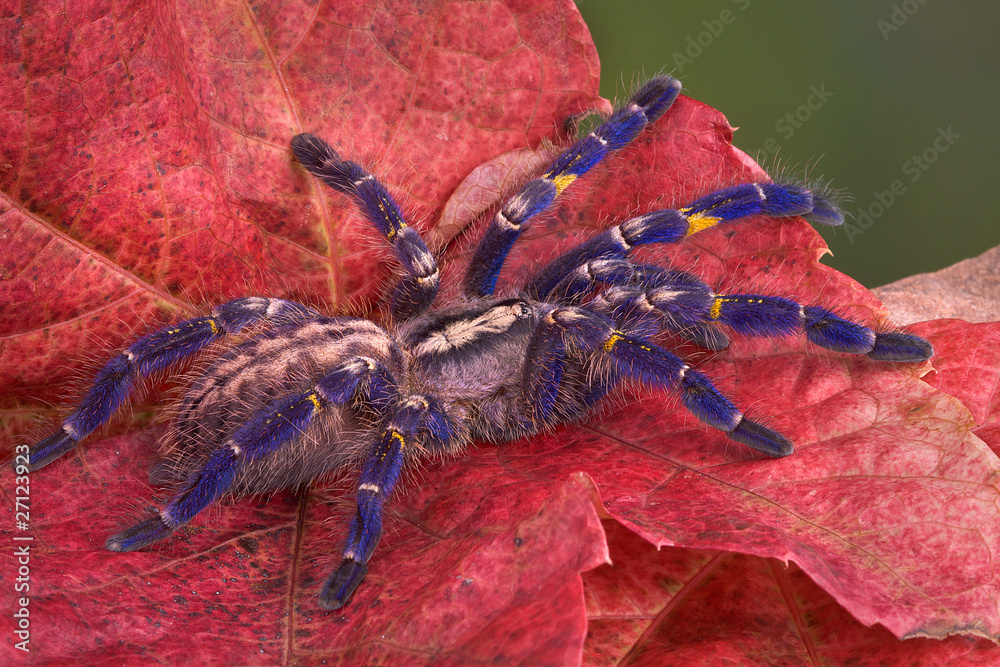 Wall mural purple tarantula