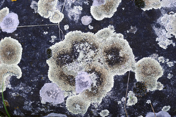 Fototapeta premium Ossidato