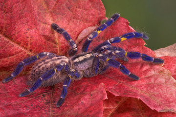 Purple tarantula