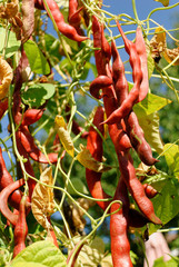 Haricots grimpants