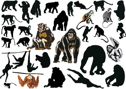 large set of different monkeys