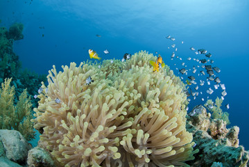 Fototapeta na wymiar Red Sea Anemonefish z anemon.