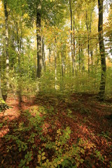 Herbstwald  2