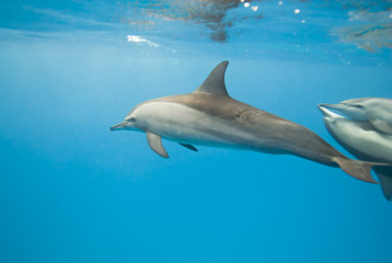 Schooling Spinner dolphins. Selective focus. - obrazy, fototapety, plakaty