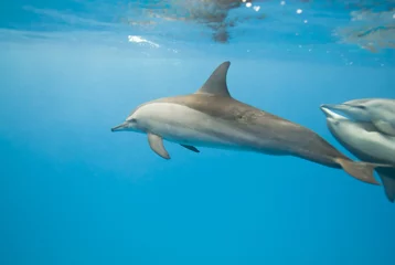 Photo sur Aluminium Dauphins Scolarité des dauphins à long bec. Mise au point sélective.