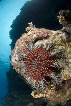A large Crown-of-thorns starfish, damaging to coral reef.