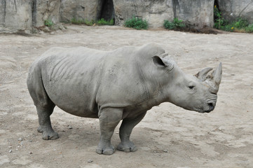 Obraz premium Rhinoceros in the zoo of Indianapolis
