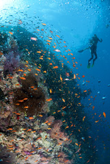 Tropical coral reef scene with bubbles and two scuba divers.