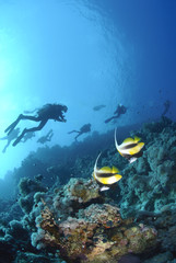 Two Red Sea bannerfish with scuba divers silhouettes.