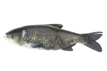 bighead carp