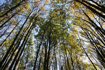 Fototapeta premium Autumn
