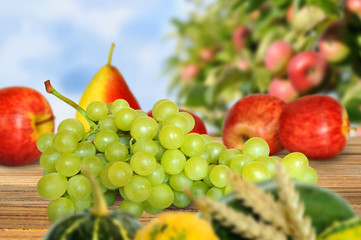 Obst 223
