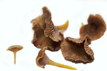 Trompetenpfifferlinge