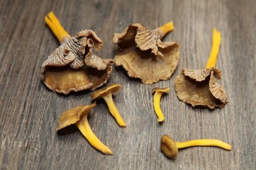 Trompetenpfifferlinge