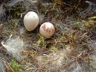 Meisennest mit Eiern