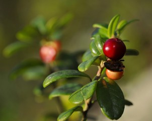 Cowberry