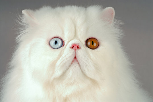 Chat / Race : Persan / Robe : Blanc / Yeux : Vairons