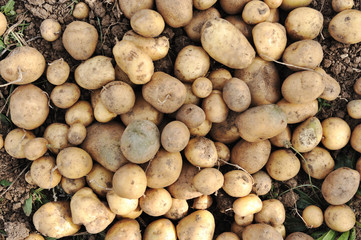 Collecting harvest in autumn: potato background
