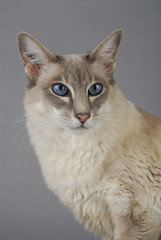 Chat / Race : Balinais / Robe : Bleu Tabby Point