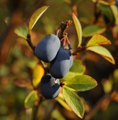 Autumn Bilberry.