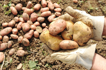 Collecting harvest in autumn: potato  in hands
