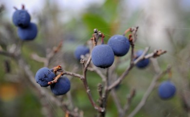 Autumn Bilberry.