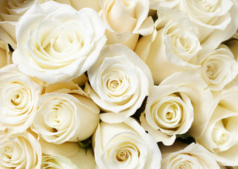 Obraz na płótnie Canvas Cream roses