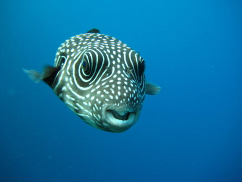 Kugelfisch