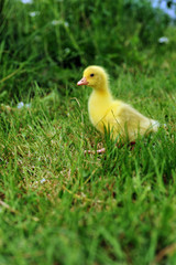 duckling on green grass
