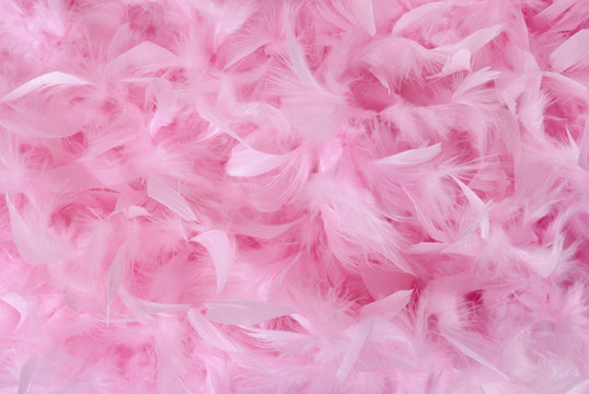 Small Pink Feathers In Pile | Texture