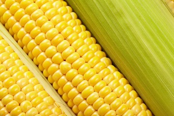 Fresh corn vegetable