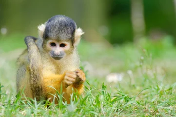 Acrylic prints Monkey cute squirrel monkey
