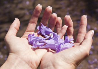 Two hands holding Jacaranda flower in sunshine