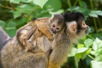 cute squirrel monkey