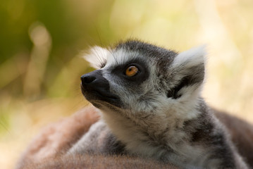 ring-tailed lemur