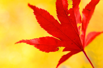 Herbstblätter