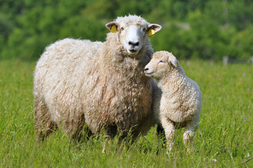 Fototapeta premium sheep and its lamb