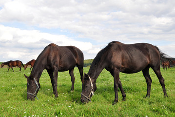 Fototapeta na wymiar purebred horses