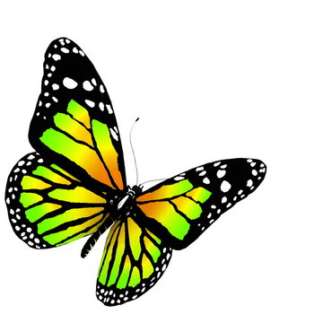 butterfly 3d render on white background
