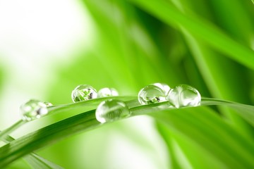 water drops on the green grass - obrazy, fototapety, plakaty