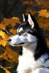 Siberian Husky Welpe Herbst Portrait