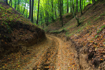Muddy forest road in autumn in ravine - obrazy, fototapety, plakaty