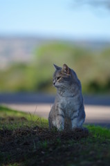 Obraz premium cat-gatto