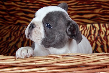 French Bulldog Welpe im Korb